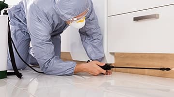 dedetização de formigas