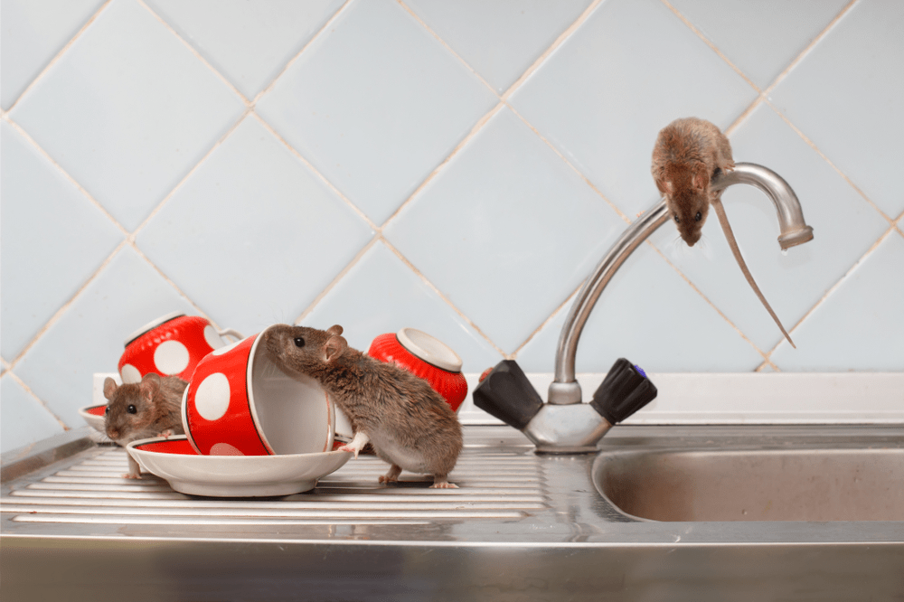 Dedetização de ratos no Jabaquara